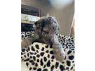 Labradoodle Puppy for sale in Chula Vista, CA, USA
