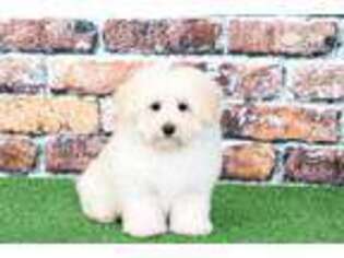Maltese Puppy for sale in Baltimore, MD, USA