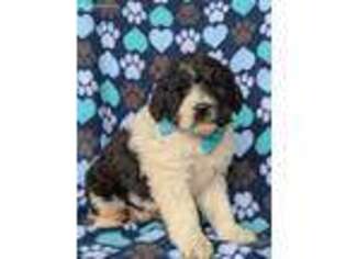 Saint Berdoodle Puppy for sale in Lancaster, PA, USA