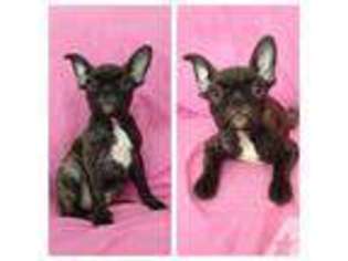 French Bulldog Puppy for sale in HOMELAND, CA, USA