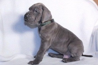 Great Dane Puppy for sale in Rockmart, GA, USA