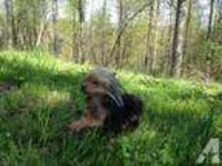 Yorkshire Terrier Puppy for sale in AKRON, OH, USA