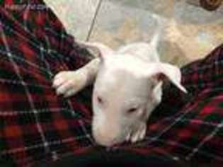 Bull Terrier Puppy for sale in Carson City, NV, USA