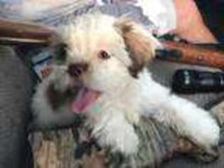 Mutt Puppy for sale in Grand Cane, LA, USA