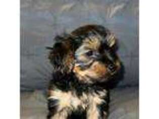 Yorkshire Terrier Puppy for sale in Brooklyn, NY, USA