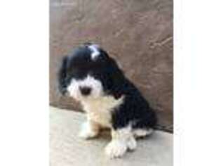 Cavapoo Puppy for sale in Wilmot, OH, USA
