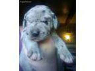 Great Dane Puppy for sale in Palmdale, CA, USA