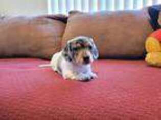 Dachshund Puppy for sale in Torrance, CA, USA