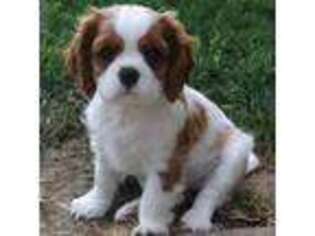Cavalier King Charles Spaniel Puppy for sale in Creswell, OR, USA
