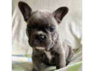 French Bulldog Puppy for sale in Shipshewana, IN, USA