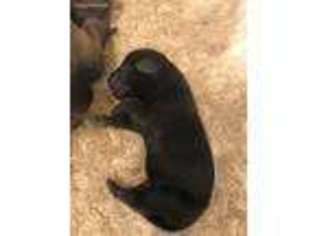 Labrador Retriever Puppy for sale in Roy, WA, USA