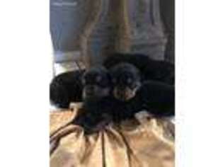 Rottweiler Puppy for sale in Bradenton, FL, USA