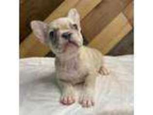 French Bulldog Puppy for sale in Aransas Pass, TX, USA
