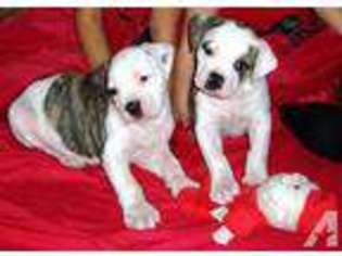 American Bulldog Puppy for sale in OROVILLE, CA, USA