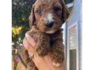 Goldendoodle Puppy for sale in Atwater, CA, USA