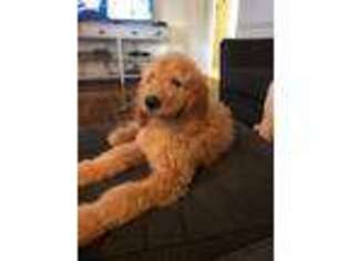 Goldendoodle Puppy for sale in Newton, NC, USA