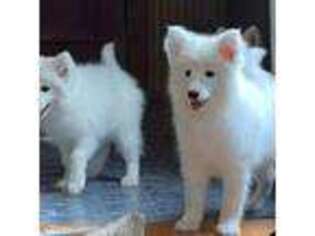 Samoyed Puppy for sale in Salem, VA, USA