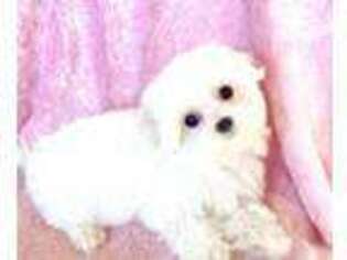 Maltese Puppy for sale in Victorville, CA, USA