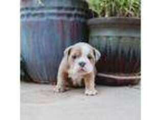 Bulldog Puppy for sale in La Verkin, UT, USA