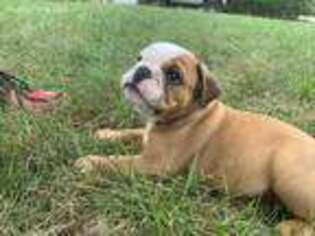 Bulldog Puppy for sale in Clarksville, IA, USA