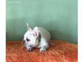 French Bulldog Puppy for sale in Greenville, MO, USA