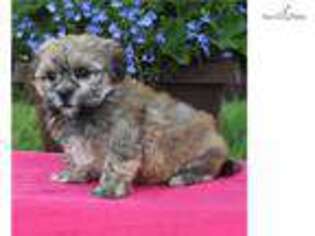 Mal-Shi Puppy for sale in Harrisburg, PA, USA