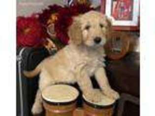 Goldendoodle Puppy for sale in Long Beach, CA, USA