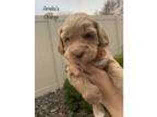Labradoodle Puppy for sale in Kennewick, WA, USA