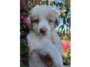 Australian Shepherd Puppy for sale in Santa Maria, CA, USA