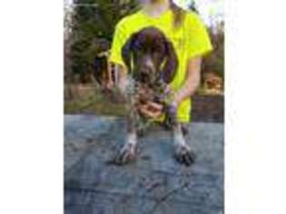 German Shorthaired Pointer Puppy for sale in Fuquay Varina, NC, USA