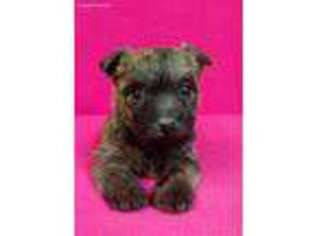 Cairn Terrier Puppy for sale in Kit Carson, CO, USA