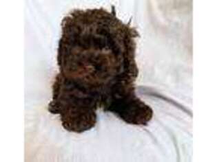 Shih-Poo Puppy for sale in Miami, FL, USA