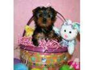 Yorkshire Terrier Puppy for sale in MONTICELLO, FL, USA