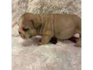 Bulldog Puppy for sale in Powell, MO, USA