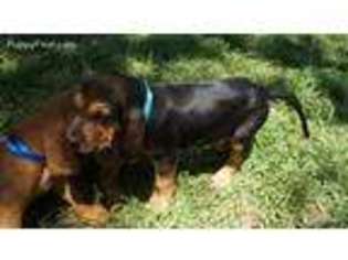 Bloodhound Puppy for sale in Thrall, TX, USA
