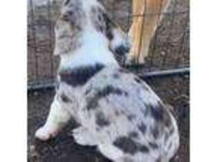 Cardigan Welsh Corgi Puppy for sale in Wanblee, SD, USA