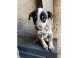 Australian Cattle Dog Puppy for sale in Colorado Springs, CO, USA