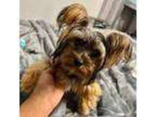 Yorkshire Terrier Puppy for sale in Decatur, GA, USA
