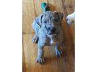 Great Dane Puppy for sale in Milford, DE, USA