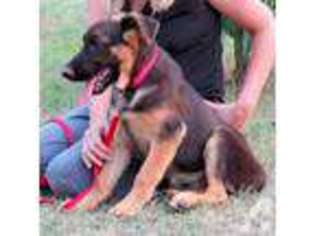 German Shepherd Dog Puppy for sale in GAINESVILLE, TX, USA