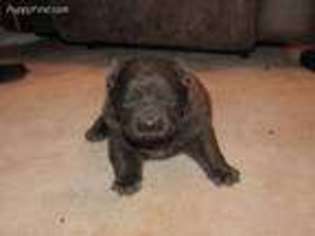 Chow Chow Puppy for sale in Atkinson, NE, USA