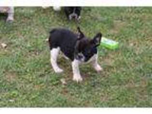 French Bulldog Puppy for sale in Laurelville, OH, USA