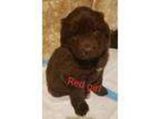 Newfoundland Puppy for sale in Clinton, NY, USA