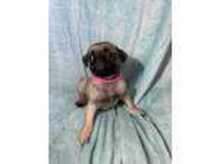 Pug Puppy for sale in Ranson, WV, USA