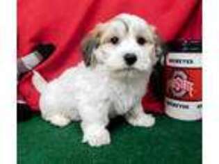 Coton de Tulear Puppy for sale in Kenton, OH, USA