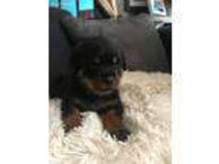 Rottweiler Puppy for sale in Flippin, AR, USA