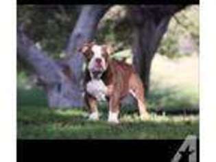 Bulldog Puppy for sale in LA MIRADA, CA, USA