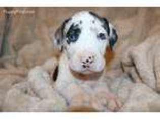Great Dane Puppy for sale in Garland, TX, USA