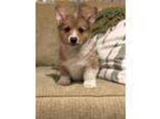 Pembroke Welsh Corgi Puppy for sale in Browning, MO, USA