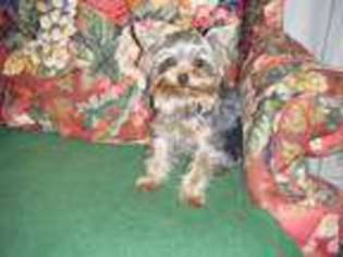 Yorkshire Terrier Puppy for sale in RENTON, WA, USA